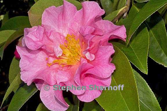 camellia rotundifolia graphic